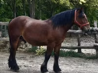 Caballo, Caballos — foto 3