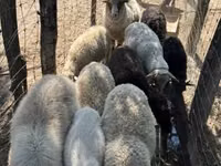 Schaf, Merino sheep — Foto 4