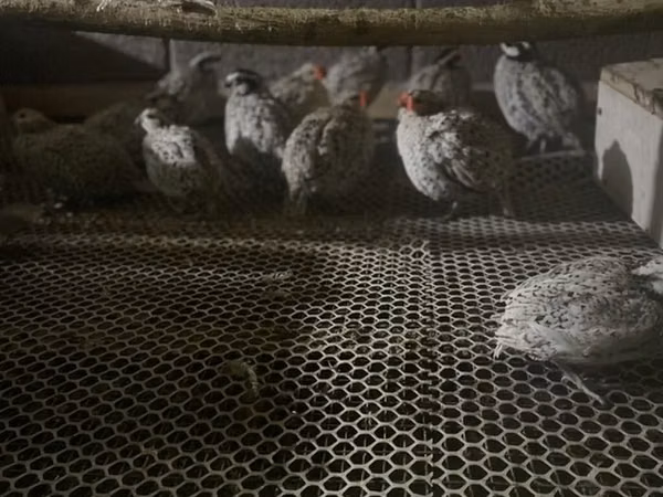 Bobwhite