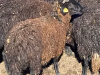 أغنام (دفعة، الجنس غير محدد), Karachay sheep — الصورة 5