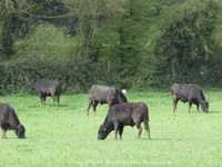 公牛, Wagyu — 照片 2