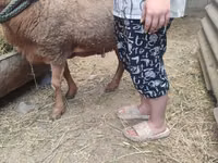 كبش, الأغنام — الصورة 3