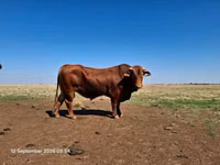 सांड, बिफमास्टर — फ़ोटो 2