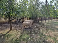 Ram, Tsigai sheep — photo 1