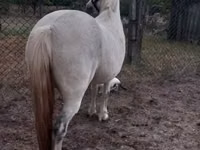 Stute, Falabella — Foto 3