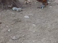 Chickens — 照片 7