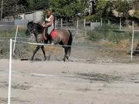 母马, Polish pony — 照片 3