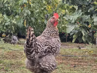 Slovenian Barred Hen — photo 5