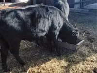 母牛, Cattle — 照片 7