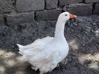 Geese — फ़ोटो 2