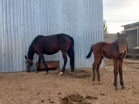 Mare, Arabian horse — photo 1