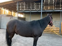 Caballo, Karachay horse — foto 3