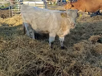 Kuh, Charolais cattle — Foto 5