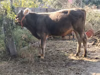 公牛, Swiss cattle — 照片 3