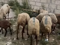 Brebis, Moutons — photo 3