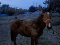 Hengst, Tiger horse — Foto 1