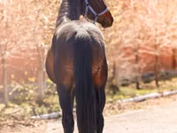 Caballo, Thoroughbred horse — foto 5
