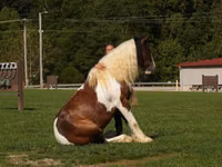 Cheval, Pinto horses — photo 8