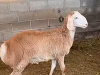 公羊, Rhon sheep — 照片 4