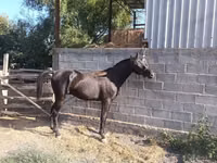 Cheval, Friesian sport horse — photo 2