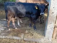 Taureau, Race brune des Carpates — photo 4