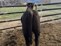 Bull, Simmental cattle — photo 5
