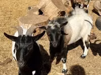 Boucs, Dutch Landrace goats — photo 6