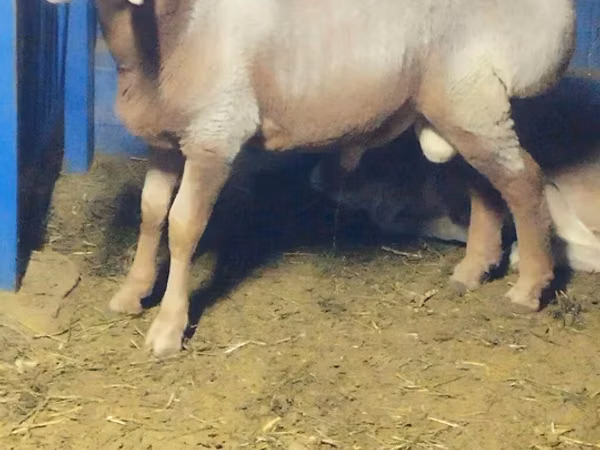 Bélier, Arashan sheep