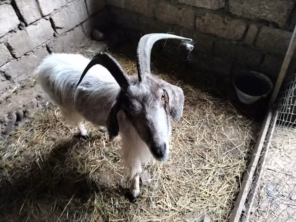 Cabra, Cabras