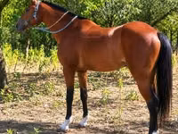 公马, Horses — 照片 3