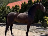 Hengst, Dutch warmblood horse — Foto 5