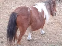 Stute, Miniature horse — Foto 2