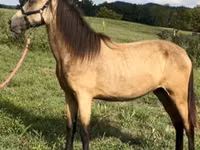 Yegua, Rocky Mountain Horse — foto 2