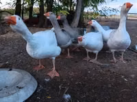 Graue und graugescheckte dänische Gans — Foto 1