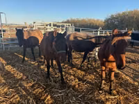 Horse (M), Hucul pony — photo 4
