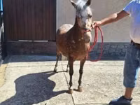 母马, Horses — 照片 4