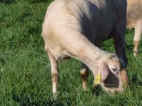 Schaf, Lacaune sheep — Foto 1