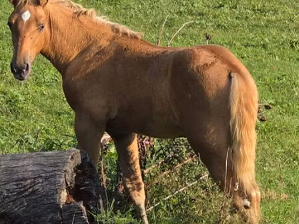 Cheval, Rocky Mountain Horse