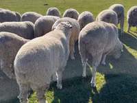 Bélier, Australian merinos sheep — photo 1