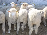 मेढ़ा, Kuibyshev sheep — फ़ोटो 2