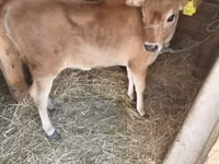Vache, Race Jersey — photo 5