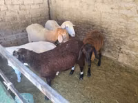 نعجة, Tian-Shan semifinewool sheep — الصورة 4