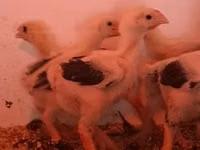 Chickens — Foto 5