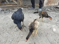 Chickens — Foto 3