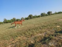 Cheval, Akhal-Teke — photo 2