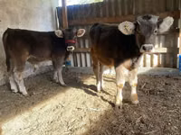 أبقار (دفعة، الجنس غير محدد), Swiss cattle — الصورة 1