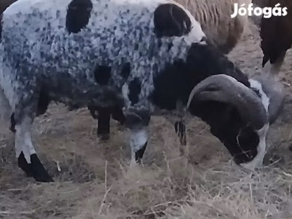 公羊, Jacob's sheep