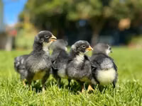 Australorp — Foto 6