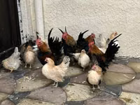 Chickens — 照片 2
