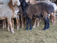 Ram, Sheep — photo 2